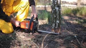 Best Tree Mulching  in Ringgold, GA