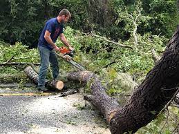 Ringgold, GA Tree Removal Services Company