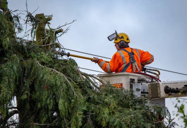 Best Emergency Tree Removal  in Ringgold, GA