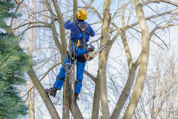 How Our Tree Care Process Works  in  Ringgold, GA