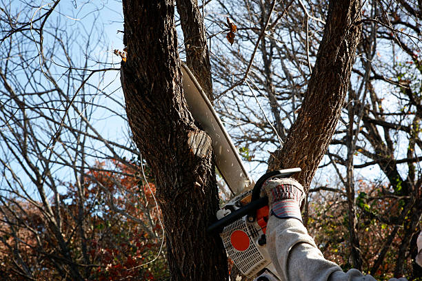 Best Tree Maintenance Programs  in Ringgold, GA