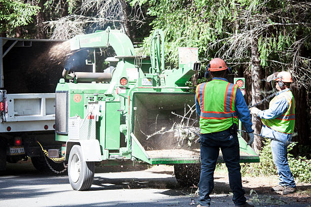 Best Storm Damage Tree Cleanup  in Ringgold, GA