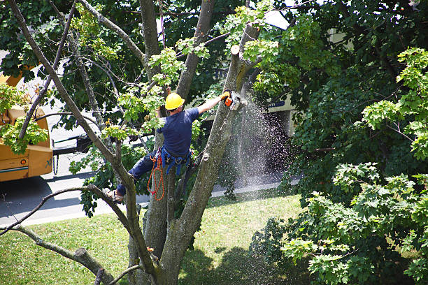 Best Seasonal Cleanup (Spring/Fall)  in Ringgold, GA