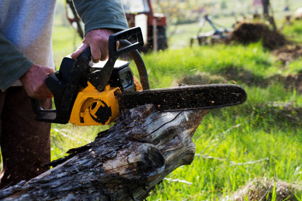 Best Stump Grinding and Removal  in Ringgold, GA