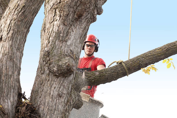 Best Emergency Tree Removal  in Ringgold, GA